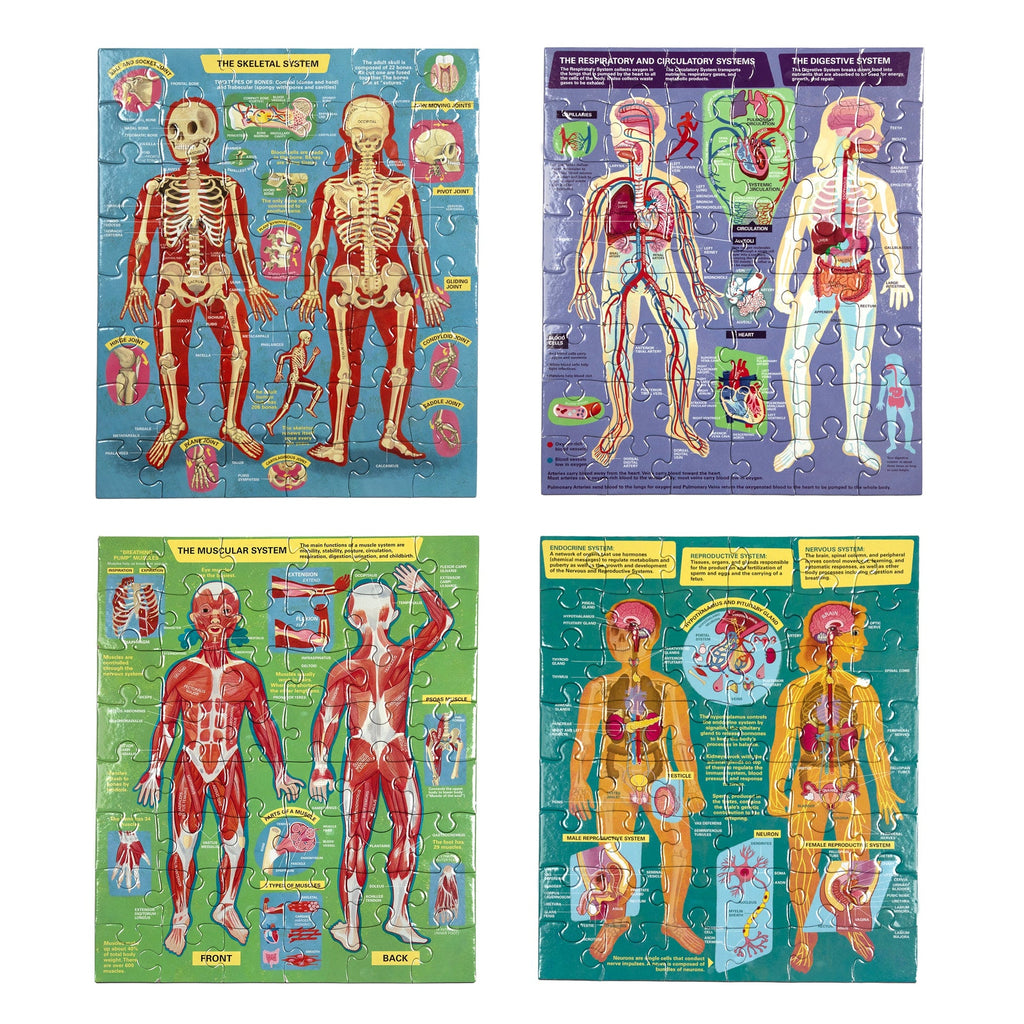 Set de 4 puzzles de 48 piezas Anatomía Humana (caja abollada)